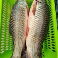 Kaptai Lake Fish